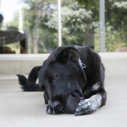 KONG Extreme Ball - Niezwykle wytrzymała piłka M/L