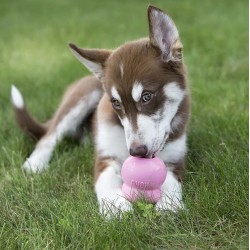 KONG Easy Treat Puppy - Pasta do zabawek dla szczeniąt 226g