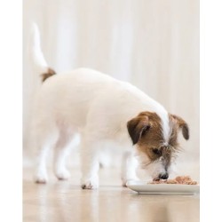 SCHESIR Puppy Tuńczyk z aloesem (puszka) 12x 150g