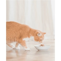 SCHESIR Cat Tuńczyk w bulionie (sosie własnym) (puszka) 12x 85g