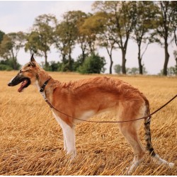 DINGO Smycz skórzana (pojedyncza nitowana) - Czarna 1,8cm / 120cm