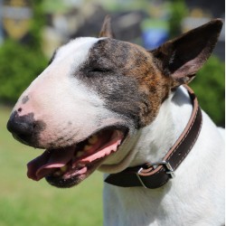 DINGO Obroża skórzana podszyta filcem - Czarna 1,8cm / 45cm