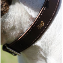 DINGO Obroża skórzana podszyta filcem - Czarna 4cm / 80cm