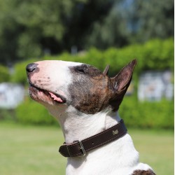 DINGO Obroża skórzana podszyta filcem - Czerwona 2cm / 50cm