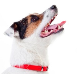 DINGO Obroża skórzana podszyta filcem - Czerwona 2,2cm / 55cm