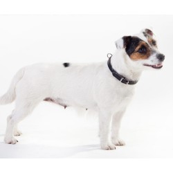 DINGO Obroża skórzana podszyta filcem - Czerwona 4cm / 80cm