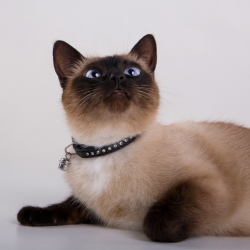 DINGO Obroża Glamour dla kota 1,0x29cm czarna