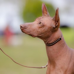 DINGO Smycz skórzana wystawowa - ringówka 0,6/150cm brązowa