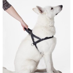 DINGO Szelki Fińskie/Norweskie z uchwytem M