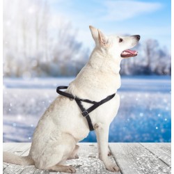 DINGO Szelki Fińskie/Norweskie z uchwytem L