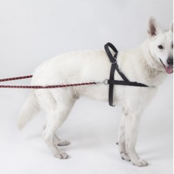 DINGO Szelki Fińskie/Norweskie z uchwytem L