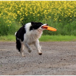 DINGO Frisbee 23,5cm