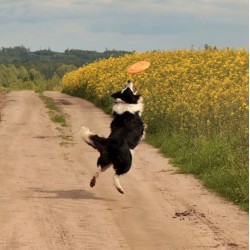 DINGO Frisbee 23,5cm