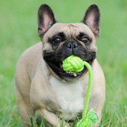 DINGO Piłka pleciona z uchwytem "Energy" 40cm