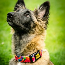 DINGO Obroża America - Kolorado 3cm x 60cm (35-55cm)