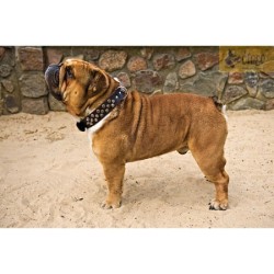 DINGO Obroża skórzana z kolcami - czarna 4cm x 60cm (41-51cm)