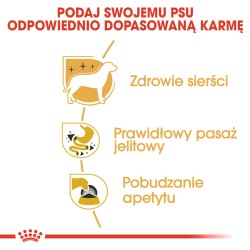 ROYAL CANIN Chihuahua Adult karma mokra - pasztet dla psów dorosłych rasy chihuahua 12x 85g
