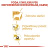 ROYAL CANIN Chihuahua Adult karma mokra - pasztet dla psów dorosłych rasy chihuahua 48x 85g