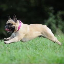 DINGO Obroża Energy - różowa 1,2cm x 40cm (28-35cm)