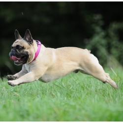 DINGO Obroża Energy - zielona 1,2cm x 30cm (18-25cm)