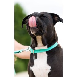 DINGO Obroża Energy - miętowa 1,2cm x 40cm (28-35cm)