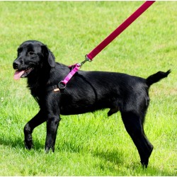 DINGO Szelki Fred Energy - fioletowe Rozm. 50