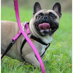 DINGO Smycz pojedyncza Energy 1,2 x 120 cm - fioletowa