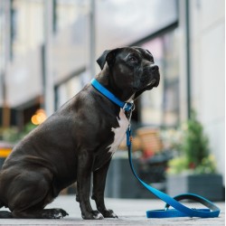 DINGO Smycz pojedyncza Extra Energy  - niebieska 1,6cm x 120cm