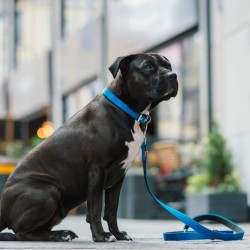 DINGO Smycz pojedyncza Extra Energy - fioletowa 1,6cm x 120cm