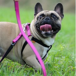 DINGO Smycz pojedyncza Extra Energy - fioletowa 2,5cm x 120cm