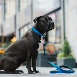 DINGO Smycz przedłużana Energy 1,2 x 120-220 cm - pomarańczowy