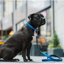 DINGO Smycz przedłużana Extra Energy - miętowa 1,6cm x 220cm