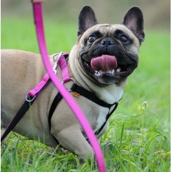 DINGO Smycz przedłużana Extra Energy - miętowa 2cm x 220cm