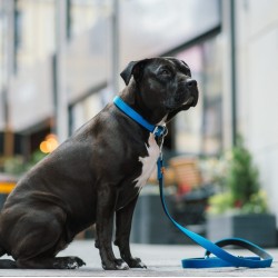 DINGO Smycz przedłużana Extra Energy - niebieska 2cm x 220cm