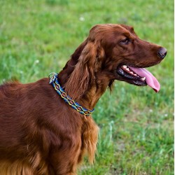 DINGO Obroża Winnetou z metalowym zapięciem - niebieska 20mm x 55cm