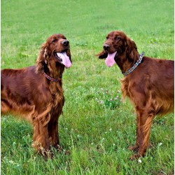 DINGO Obroża Winnetou z metalowym zapięciem - niebieska 25mm x 65cm