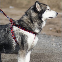 DINGO Szelki Fred Winnetou - czarne Rozm. 85