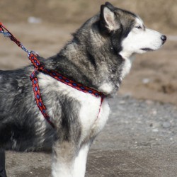 DINGO Szelki Fred Winnetou - czerwone Rozm. 85