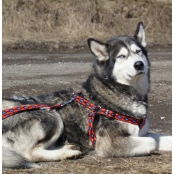 DINGO Szelki Fred Winnetou - niebieskie Rozm. 85