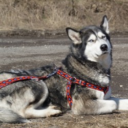 DINGO Smycz przedłużana Winnetou - czarna 1cm x 120-220cm