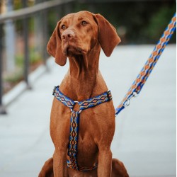 DINGO Smycz przedłużana Winnetou - niebieska 1,6cm x 120-220cm