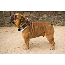 DINGO Obroża skórzana z kolcami - czarna 4cm x 60cm (41-51cm)