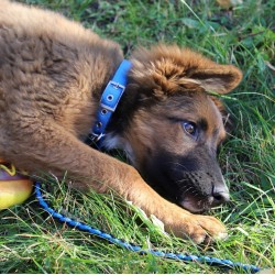 DINGO Obroża Extra z taśmy - czerwona 3,0cm x 75cm (53-63cm)