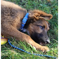 DINGO Obroża Extra z taśmy - khaki 2,5cm x 50cm (28-40cm)