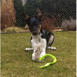 DINGO Gryzak dla psa - sztuczne futro na bungee