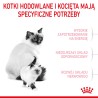 ROYAL CANIN Mother & Babycat karma sucha dla kotek w okresie ciąży, laktacji i kociąt od 1 do 4 miesiąca życia 2kg