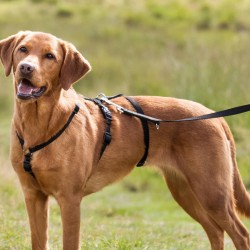 TRIXIE Szelki Stay - Czarne L-XL 75-100cm / 25mm