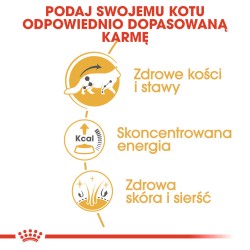 ROYAL CANIN Maine Coon karma mokra w sosie dla kotów dorosłych rasy maine coon 85g