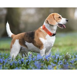 AMIPLAY Obroża regulowana z blokadą Cotton - Pomarańczowa M (35-50 x 2cm)