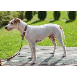 AMIPLAY Obroża półzaciskowa Cotton - Czarna L (32-50 cm x 2,5 cm)